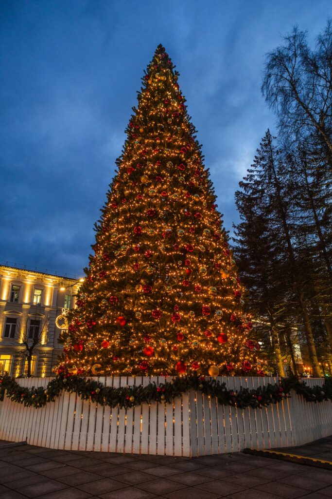 friske juletræer i december